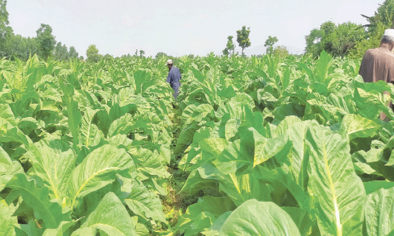 Tobacco Firms Cut 2026 Buying by 13m kg, Deepening Financial Strain on Farmers