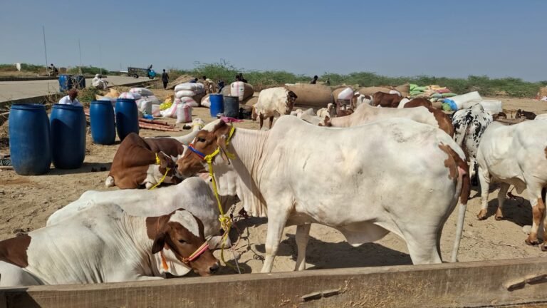 Record Influx of Sacrificial Animals Expected at Karachi’s Awam Dost Mandi