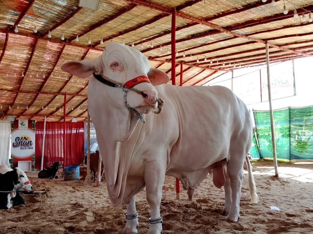 WhatsApp Image 2026-04-26 at 8.39.19 PM (2)