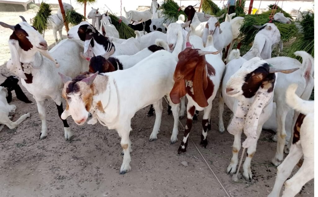 WhatsApp Image 2026-04-27 at 6.29.57 PM