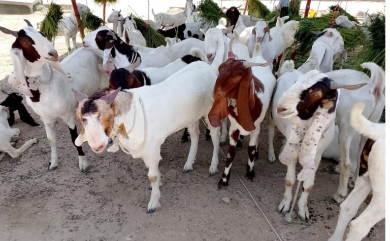 WhatsApp Image 2026-04-27 at 6.29.57 PM