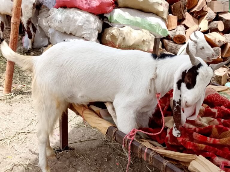 Cattle Count Crosses 105,000 at Awaam Dost Mandi as Rare Breeds Attract Buyers Ahead of Eid